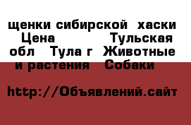 щенки сибирской  хаски › Цена ­ 2 500 - Тульская обл., Тула г. Животные и растения » Собаки   